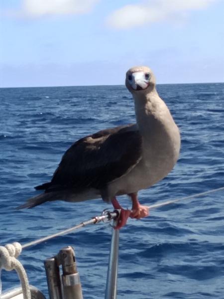 Booby Perched